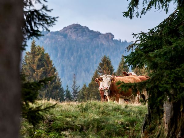 6 Tage HEIMAT ZEIT im Zeitlang by Rösslwirt in Lam, Bayern inkl. Frühstück