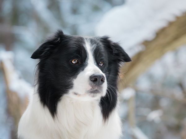 6 Tage Freude auf 4 Pfoten St. Englmar mit dem Hund | 7T in Neukirchen (Niederbayern), Bayern inkl. Frühstück