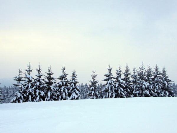 Bayerischer Wald für Individualisten / 8 Tage in Zwiesel, Bayern inkl. Frühstück