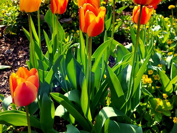 2 Tage Der Mai ist gekommen - jetzt Frühlingsluft schnuppern in Steinwiesen, Bayern inkl. Halbpension