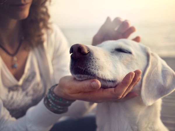 2 Tage Mit Ihrem Vierbeiner unterwegs... Hunde-Auszeit in Muggendorf, Bayern inkl. Frühstück