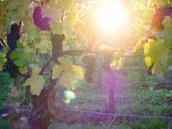 Fränkisches Weinland und Würzburg Special in Dettelbach, Bayern inkl. Halbpension