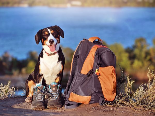 5 Tage Allgäuer Wellness Auszeit mit 4 Pfoten in Halblech, Bayern inkl. Frühstück 5 Tage Allgäuer Wellness Auszeit mit 4 Pfoten in Halblech, Bayern inkl. Frühstück