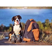 Abenteuer Bayerischer Wald mit Hund inkl. HP | 5 Tage in Sonnen, Bayern inkl. Halbpension
