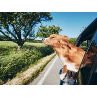 Urlaub mit Hund im Bayerischen Wald – 6 Tage - ÜF in Neukirchen (Niederbayern), Bayern inkl. Frühstück