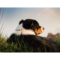 3 Tage Urlaub mit Hund in Wiggensbach, Bayern inkl. Frühstück