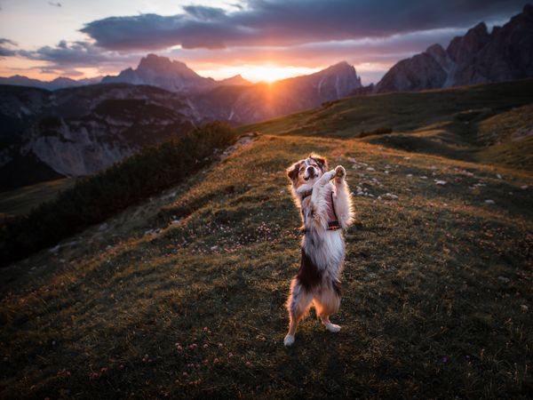 2 Tage Freude auf 4 Pfoten St. Englmar mit dem Hund | 3T in Neukirchen (Niederbayern), Bayern inkl. Frühstück Unkategorisiert online kaufen 2 Tage Freude auf 4 Pfoten St. Englmar mit dem Hund | 3T in Neukirchen (Niederbayern), Bayern inkl. Frühstück Unkategorisiert online kaufen