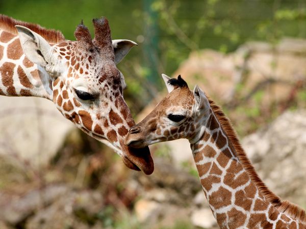 2 Tage Nürnberger Tiergarten entdecken!, Bayern inkl. Halbpension Unkategorisiert online kaufen