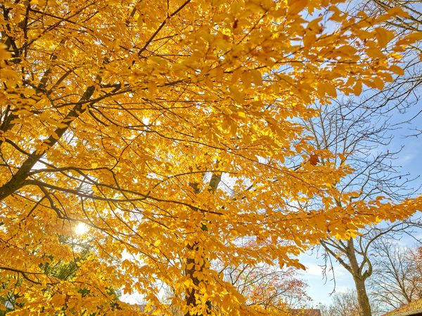 3 Tage Herbst(aus)zeit in Bad Griesbach in Bad Griesbach i. Rottal, Bayern inkl. Halbpension Unkategorisiert online kaufen