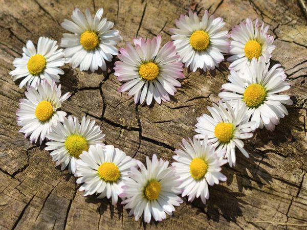 3 Tage Nur die Liebe zählt in Niedernberg, Bayern inkl. Halbpension Unkategorisiert online kaufen