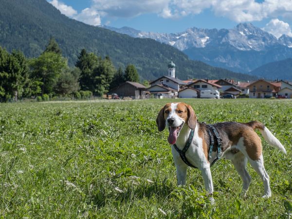 4 Tage Natur pur: Bayerische Alpen mit Dinner in Garmisch-Partenkirchen, Bayern inkl. Halbpension Unkategorisiert online kaufen