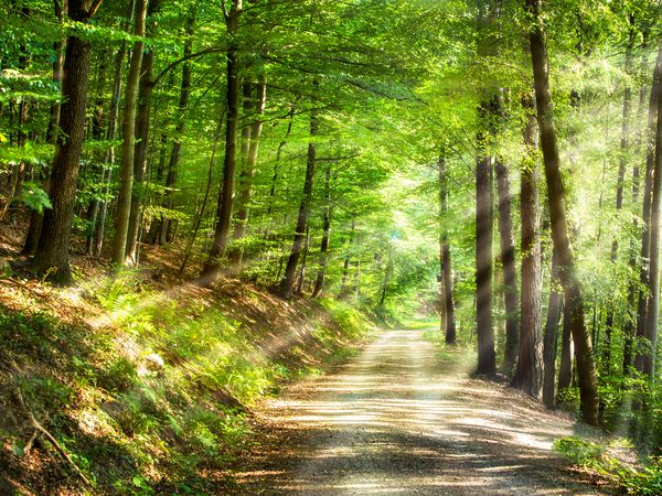 4Tage im Vital & Wellnesshotel Schürger mit HP in Thurmansbang, Bayern inkl. Halbpension Unkategorisiert Produktbild 4Tage im Vital & Wellnesshotel Schürger mit HP in Thurmansbang, Bayern inkl. Halbpension Unkategorisiert Produktbild