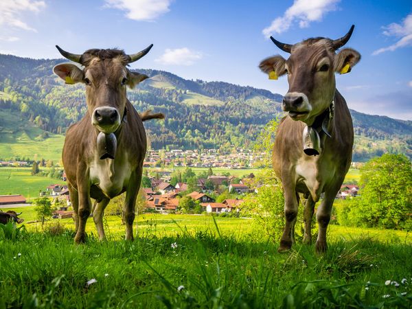 All Inclusive von Sauna bis Genuss: 3 Tage Auszeit im Allgäu in Oberreute, Bayern inkl. All Inclusive Unkategorisiert online kaufen