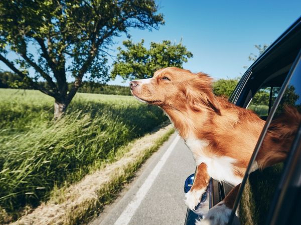 Single mit Hund im Bayerischen Wald – 5 Tage Auszeit in Neukirchen (Niederbayern), Bayern inkl. Halbpension Unkategorisiert online kaufen